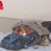 cagnolina olbia