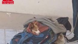 cagnolina olbia