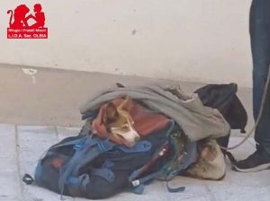 cagnolina olbia