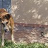 cane olbia
