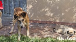 cane olbia