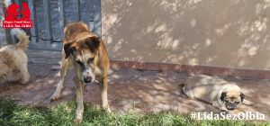 cane olbia