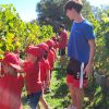 vendemmia bambini olbia Giornata tra viti e tradizioni i bambini di Olbia protagonisti della vendemmia