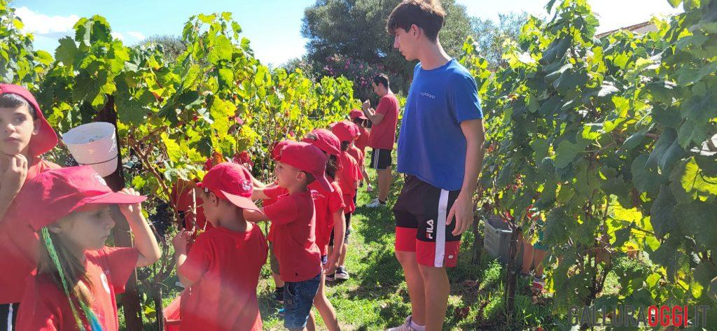 vendemmia bambini olbia Giornata tra viti e tradizioni i bambini di Olbia protagonisti della vendemmia