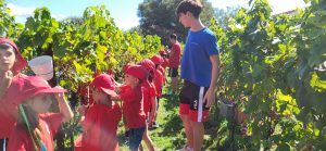 vendemmia bambini olbia Giornata tra viti e tradizioni i bambini di Olbia protagonisti della vendemmia