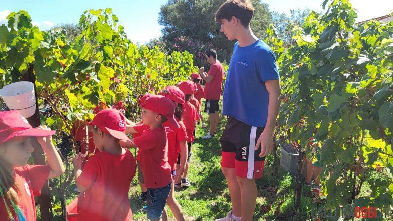 vendemmia bambini olbia Giornata tra viti e tradizioni i bambini di Olbia protagonisti della vendemmia