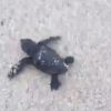 Un nido di tartarughe Caretta caretta nella spiaggia di Budoni