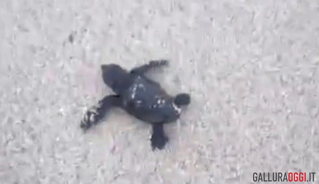 Un nido di tartarughe Caretta caretta nella spiaggia di Budoni