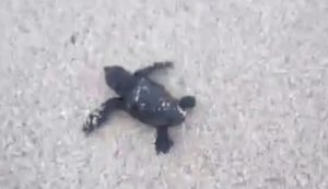 Un nido di tartarughe Caretta caretta nella spiaggia di Budoni