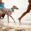 cani mare