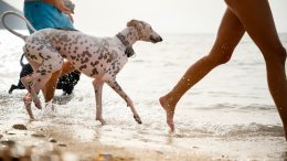 cani mare