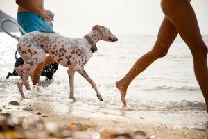 cani mare