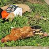 Una gallina morta tra i rifiuti abbandonati vicino l'Auchan di Olbia