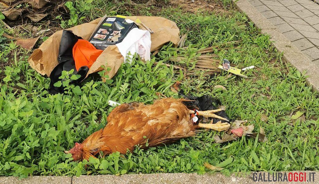 Una gallina morta tra i rifiuti abbandonati vicino l'Auchan di Olbia