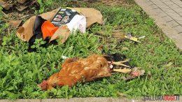 Una gallina morta tra i rifiuti abbandonati vicino l'Auchan di Olbia