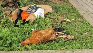 Una gallina morta tra i rifiuti abbandonati vicino l'Auchan di Olbia