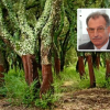 buddusò sughero