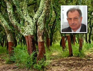 buddusò sughero