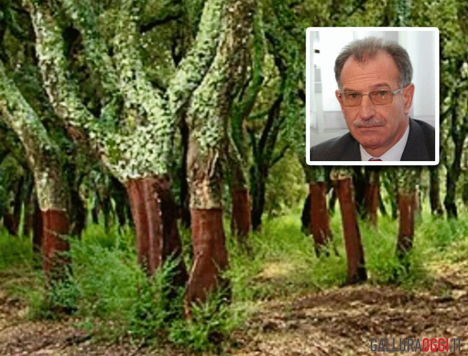 buddusò sughero