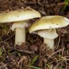 Amanita falloide funghi velenosi fungo