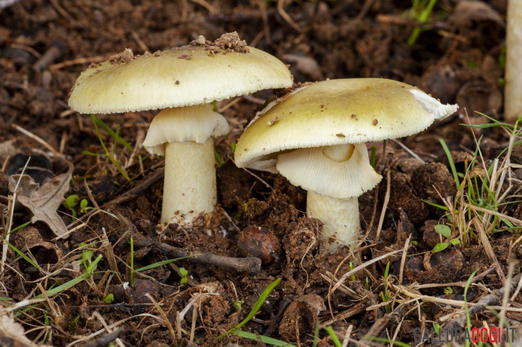 Amanita falloide funghi velenosi fungo