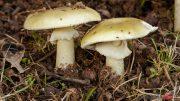 Amanita falloide funghi velenosi fungo