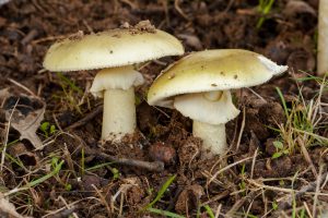 Amanita falloide funghi velenosi fungo