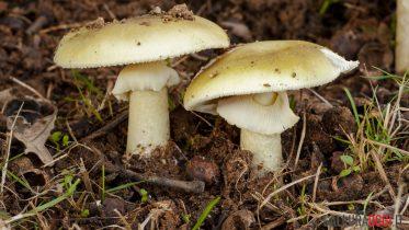 Amanita falloide funghi velenosi fungo