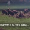Ennesima scorribanda di cinghiali nella rotatoria di Olbia