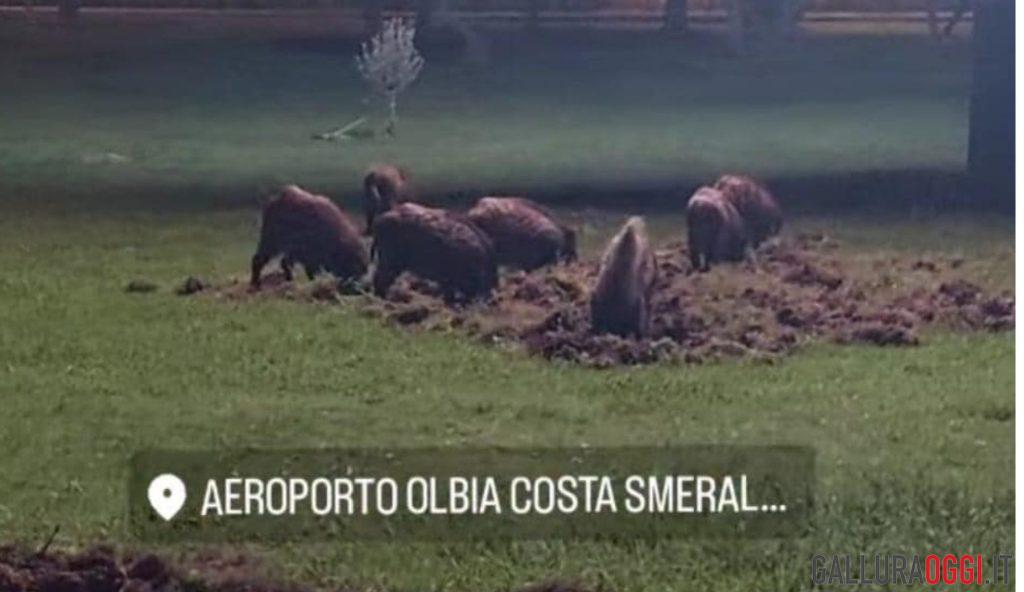 Ennesima scorribanda di cinghiali nella rotatoria di Olbia