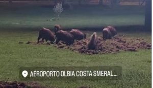 Ennesima scorribanda di cinghiali nella rotatoria di Olbia