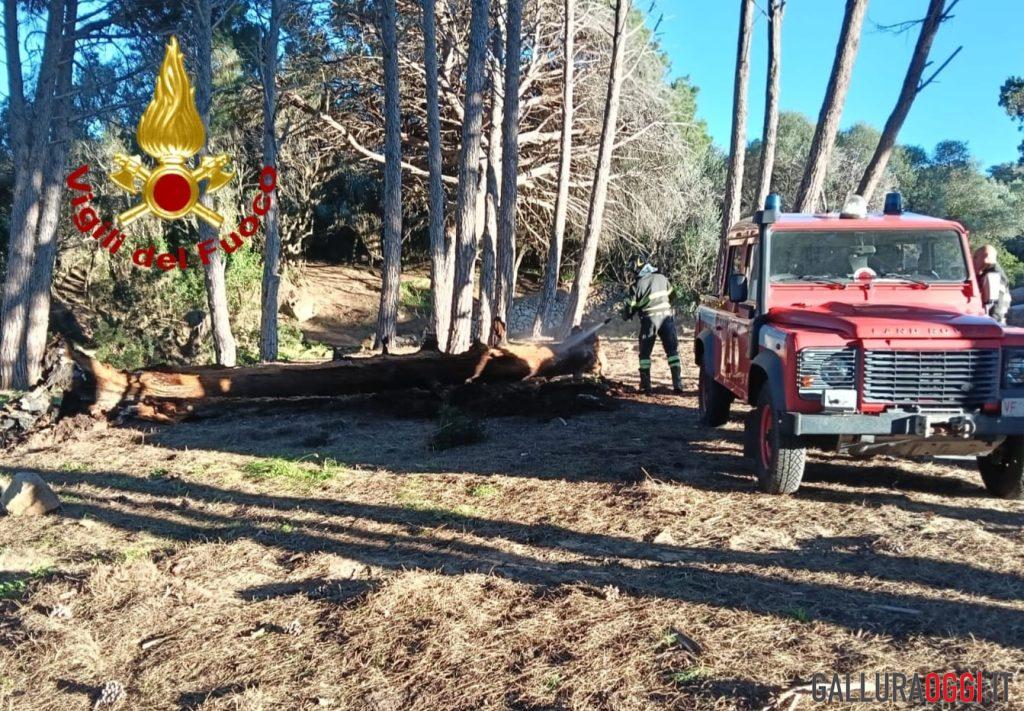 Fiamme nella pineta di Caprera, scatta l'allarme