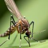 Zanzara malaria