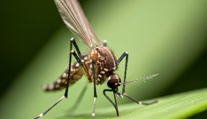 Zanzara malaria