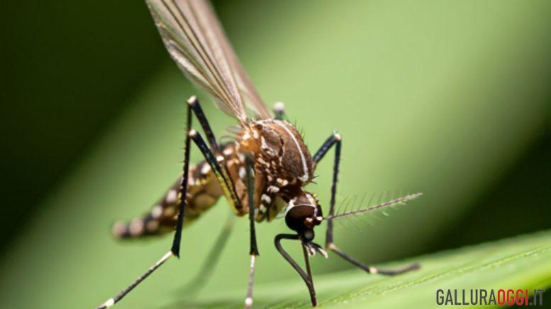 Zanzara malaria