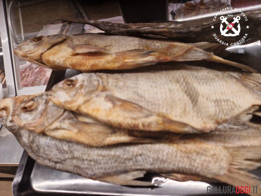Pesca illegale nelle acque della Gallura, sequestri e multe