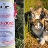 Serial killer dei gatti a Porto Cervo, nuovi casi e scatta la denuncia