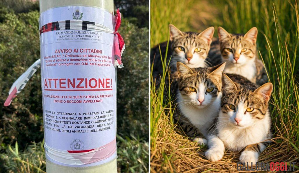 Serial killer dei gatti a Porto Cervo, nuovi casi e scatta la denuncia