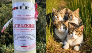 Serial killer dei gatti a Porto Cervo, nuovi casi e scatta la denuncia