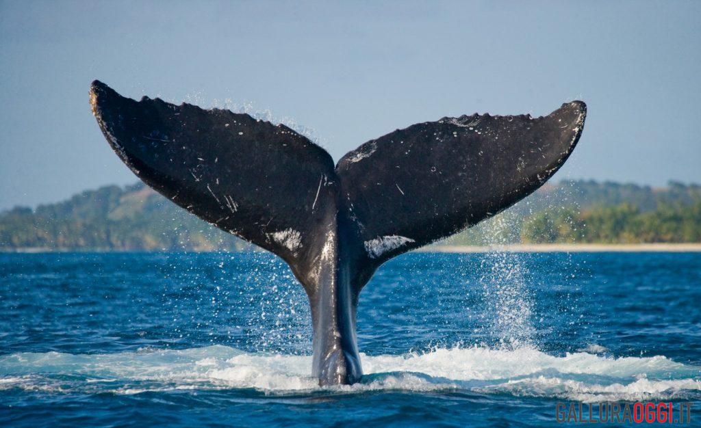Balena