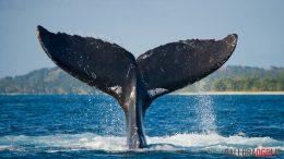 Balena