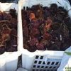 Ricci di mare, la Forestale blocca i pescatori abusivi ad Aglientu
