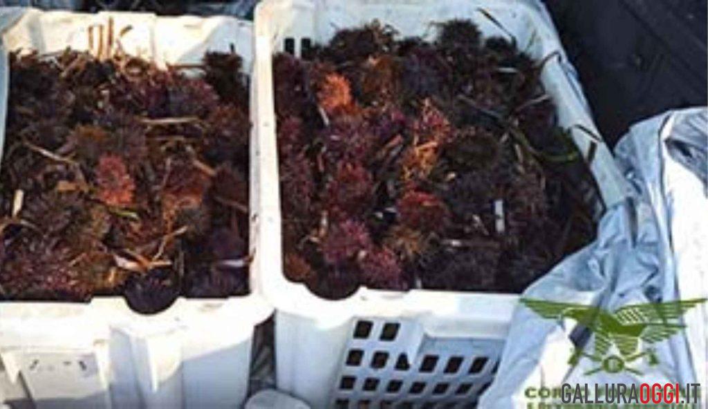 Ricci di mare, la Forestale blocca i pescatori abusivi ad Aglientu