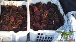 Ricci di mare, la Forestale blocca i pescatori abusivi ad Aglientu