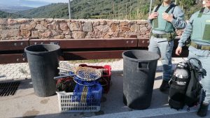 Sequestrati oltre mille ricci di mare a Trinità d'Agultu