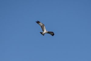 Il falco pescatore torna a Tavolara e nidifica dopo 60 anni