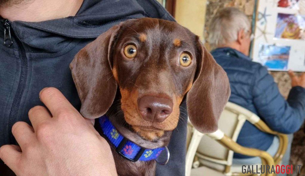 Mangia un mollusco in spiaggia, cagnolina muore a Olbia