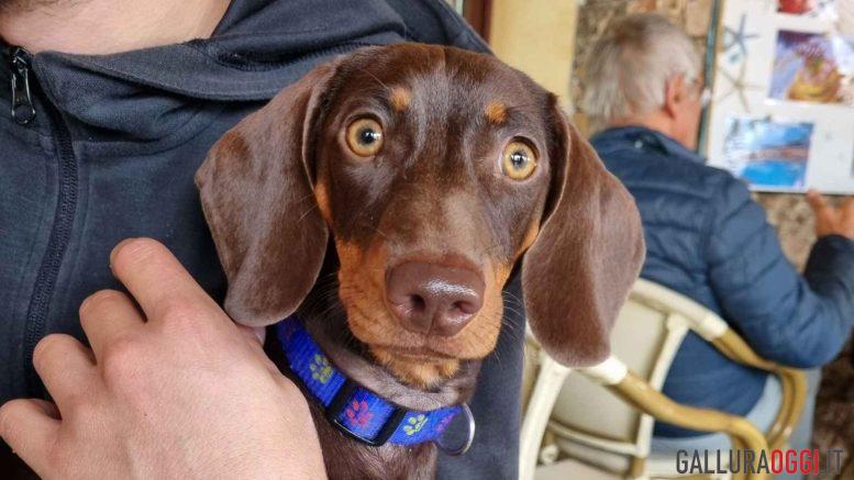 Mangia un mollusco in spiaggia, cagnolina muore a Olbia