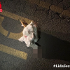 Oche in strada a Olbia una muore, l'altra salva