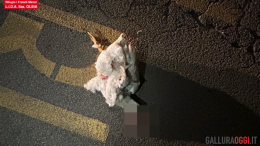 Oche in strada a Olbia una muore, l'altra salva